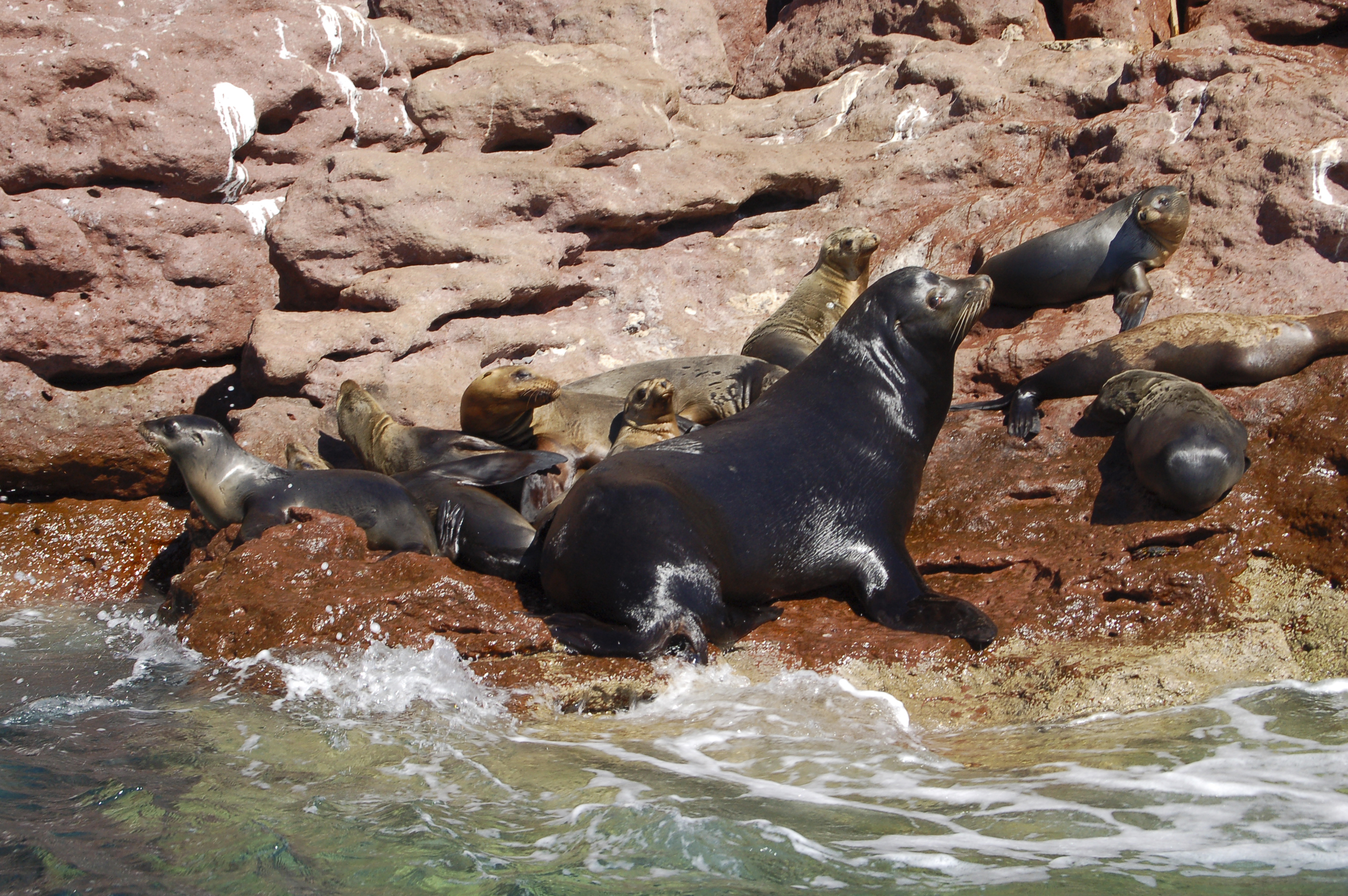 The Sea Lion Colony at Las Isolotes, Isla Espiritu Santo